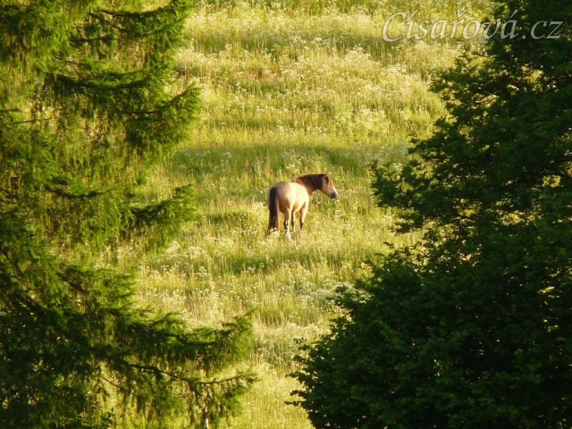 Galen na pastvině, červnový večer