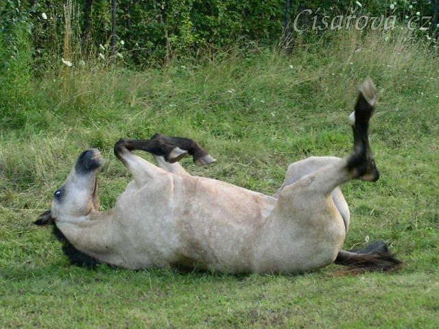 Válení je oblíbená činnost :-)