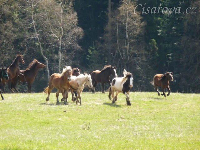 Stádo hřebců na poprvé letos na trávě, samozřejmě bylo veselo:-)