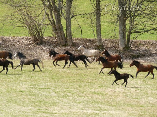 Stádo klisen poprvé letos na trávě, museli se také pořádně proběhnout:-)