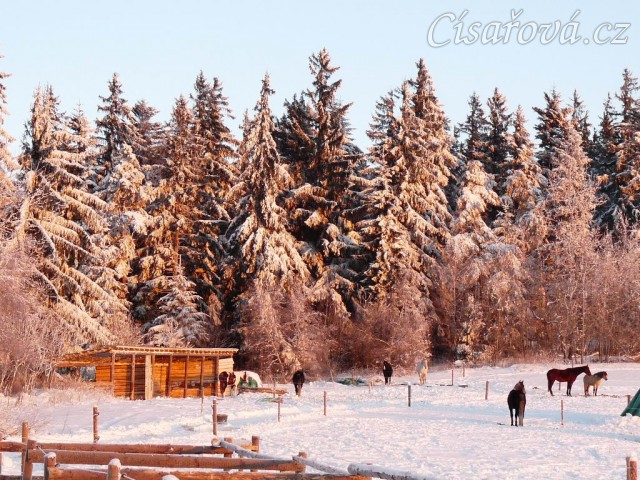 Koně odpočívají  u přístřešku