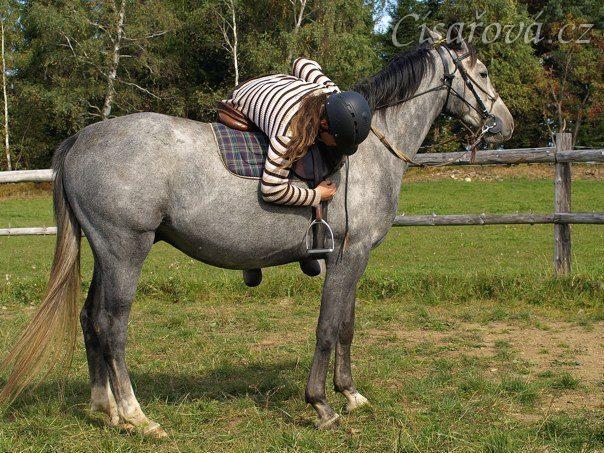 Cail, čtyřletý valach ČT