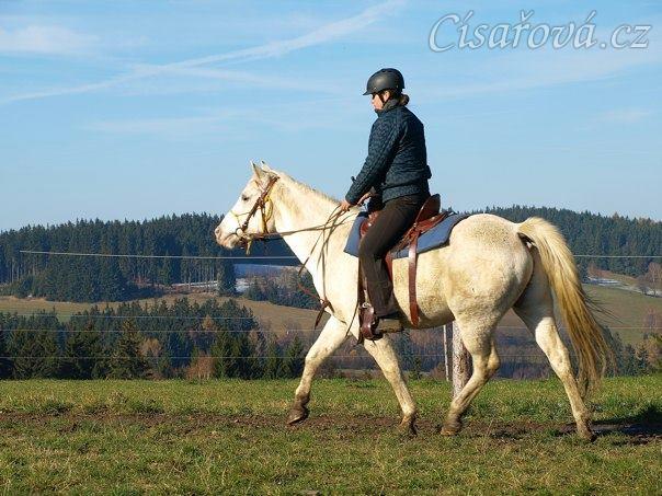 Sahir, pětiletý valach arab x appaloosa