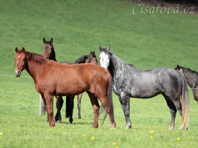 Zandarinn (devítiletá klisna KWPN) a Jared (osmiletý valach CS)