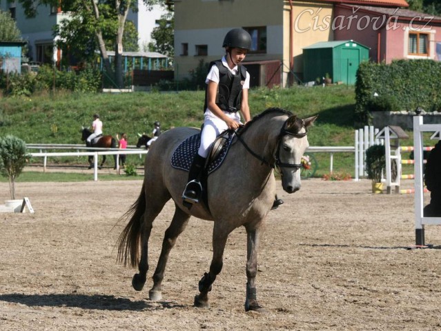 Alpinhorse Midnight Princess, čtyřletá klisna WPBr