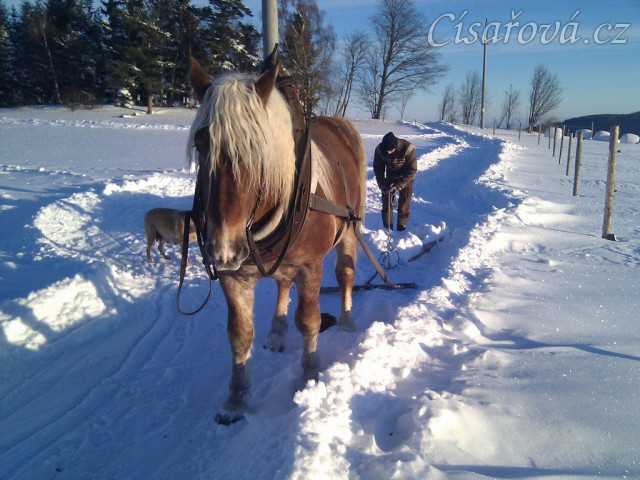 Cherokee, čtyřletý valach norika