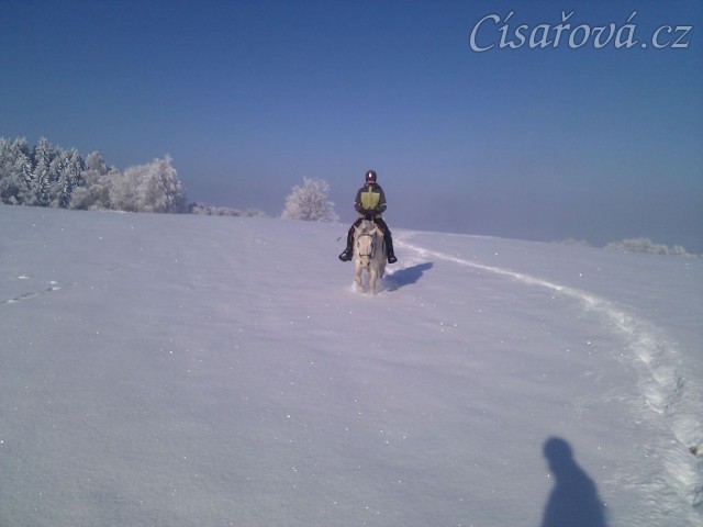 Doly, šestiletá lipická klisna