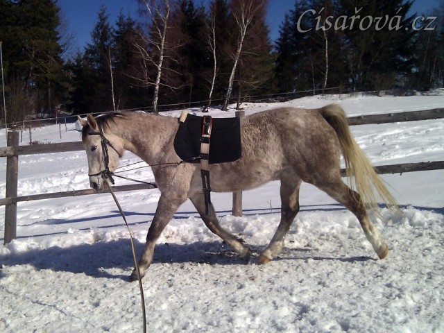 Dukát, šestiletý valach ČT