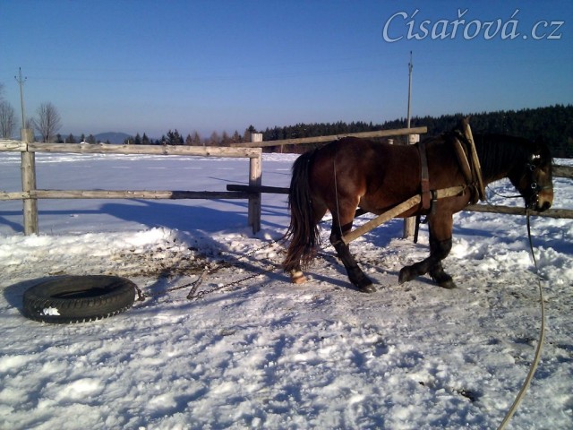 Sigi. dvouletý norik