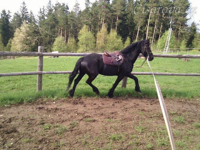 Santie, fríská klisna