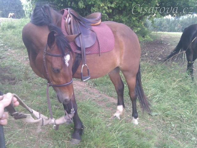 Marantha Enayd, tříletá klisna welsh cob