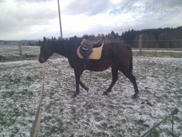 Brigita, osmiletá klisna A1/1