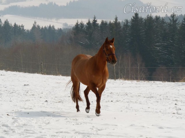 IC Genuine Redshadow, tříletá klisna QH