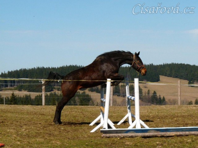 Chesterton, čtyřletý valach ČT