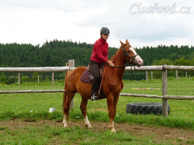 Albert, tříletý valach CS