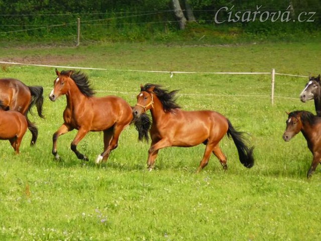 Red Jimmy, tříletý valach ČT x Mangalarga Marchador