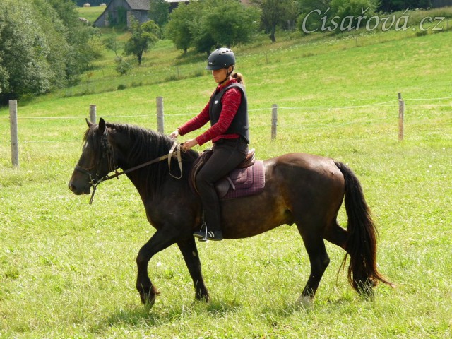 Limetree Adventure, čtyřletý valach welsh cob