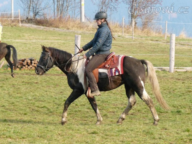 Wanted Cherokees Fury, čtyřletý hřebec Paint horse