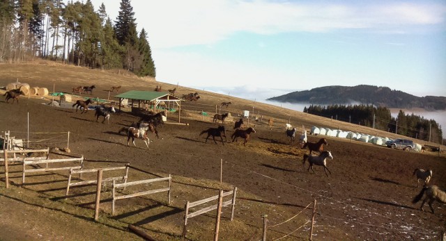 Webkamera mířící na zimní výběh