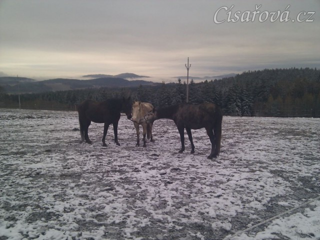 Nová zábava - aportování ve třech:-)