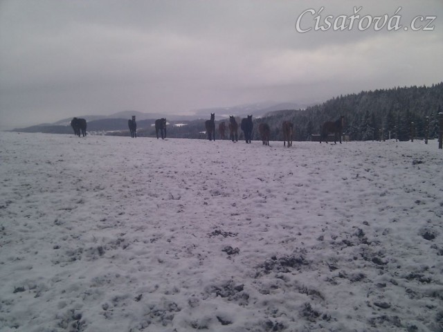 Stádo hřebců jde na krmení