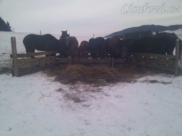 Hřebci vyrovnaní u senáže