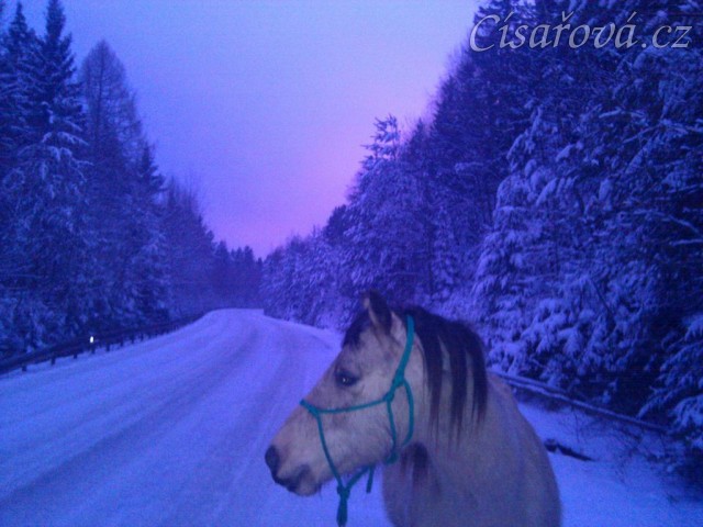 Galen na večerní procházce na bílé silnici