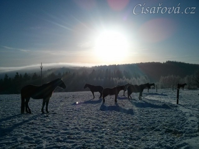 Koně odpočívají...
