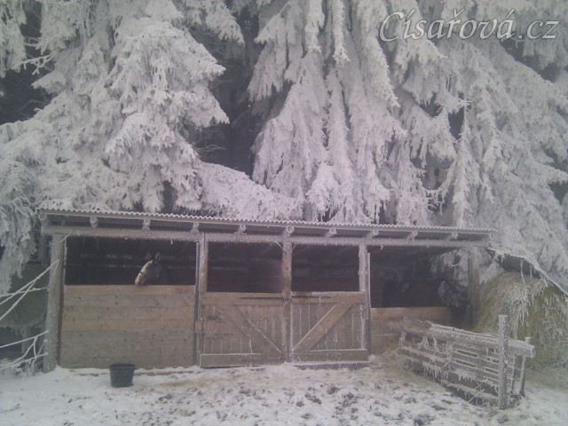 Vše v mlze omrzá, boxy s koňmi...