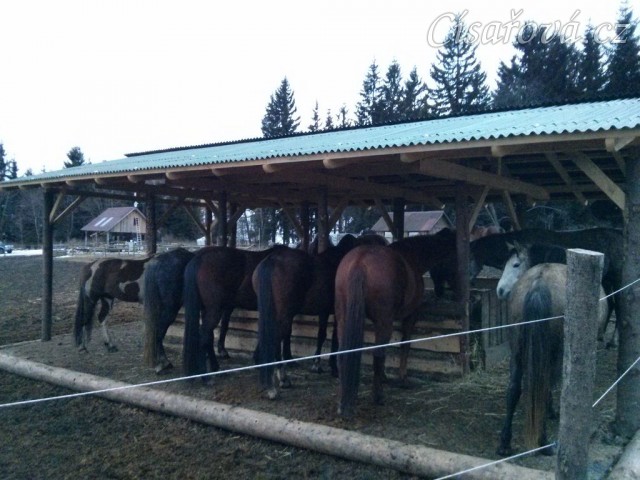 Vyrovnaní koně u sena