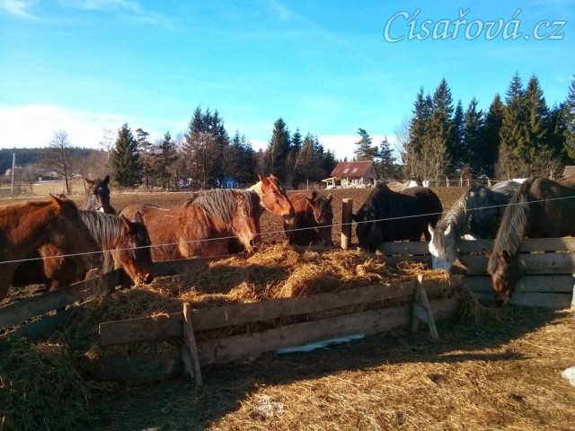 Stádo klisen u senáže