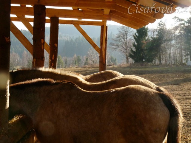 Vyrovnaní poníci vypadají jak pohoří:-)