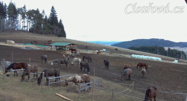 Krmení zaznamenáno webkamerou, každý má svůj příděl:-)