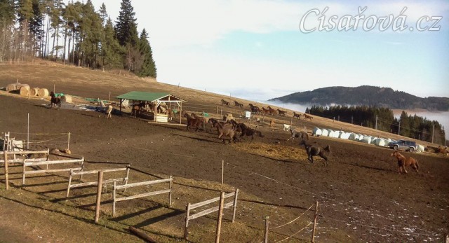 Koně mají občas veselou náladu:-)