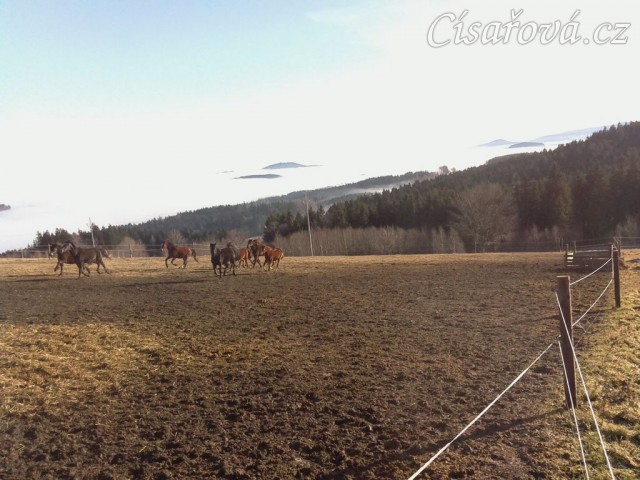 Koně mají občas veselou náladu:-)