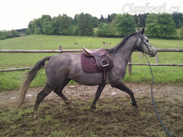 Cail se sedlem ze začátku výcviku