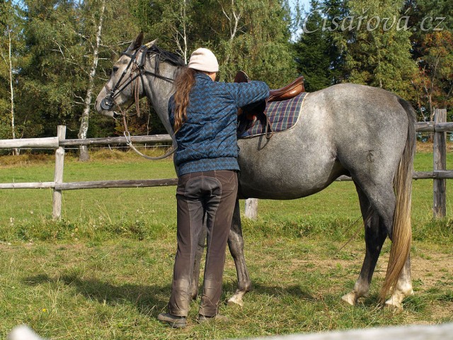 Krátce po obsednutí - dotahování sedla