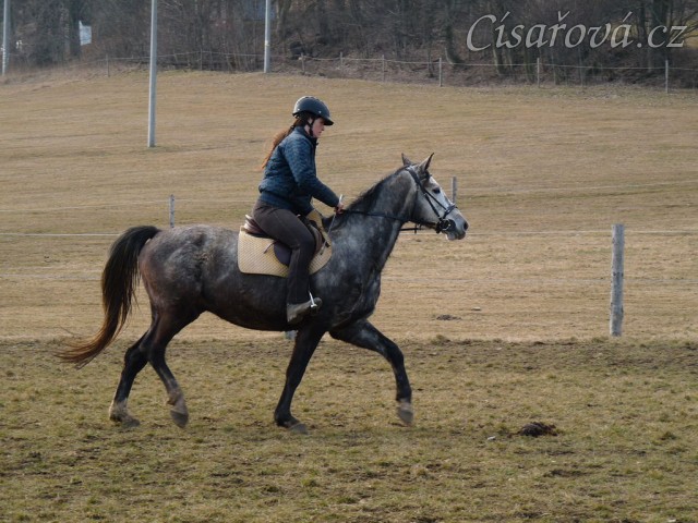 Březen 2014 - po základním výcviku, klus
