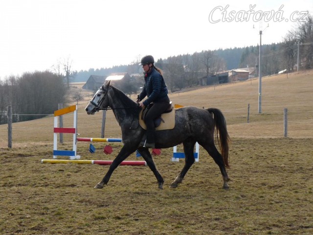 Březen 2014 - po základním výcviku, klus