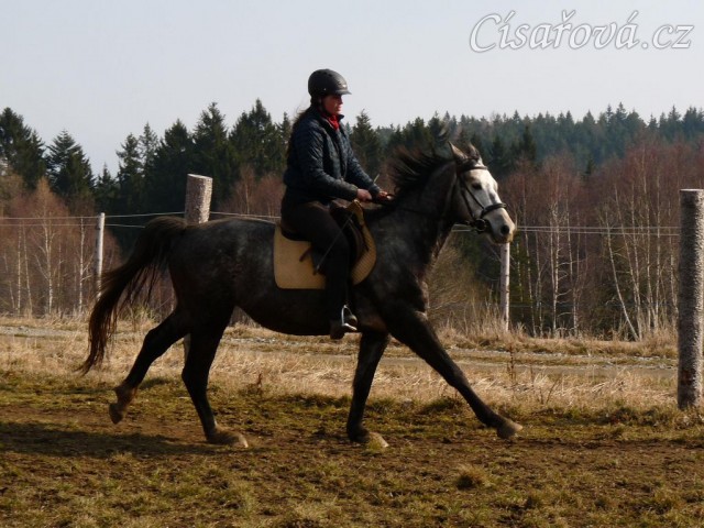 Březen 2014 - po základním výcviku, cval