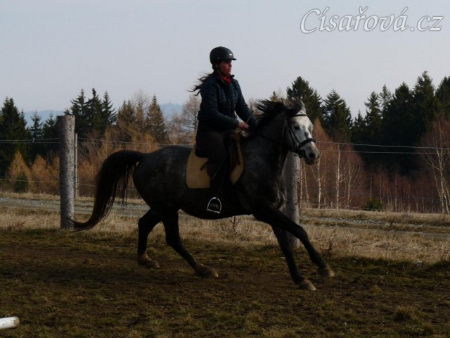 Březen 2014 - po základním výcviku, cval