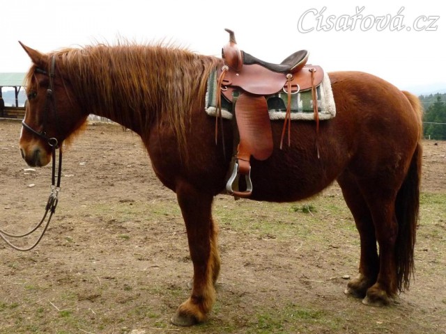 Pauza se svým westernovým sedlem