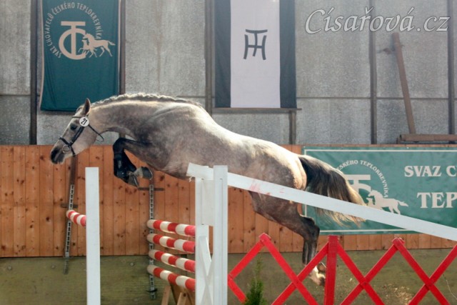 29.3.2014 - Klisna Vesna, která je u nás ve výcviku, se umístila na 4. místě ve finále skoku ve volnosti čtyřletých klisen v Tlumačově:-) 