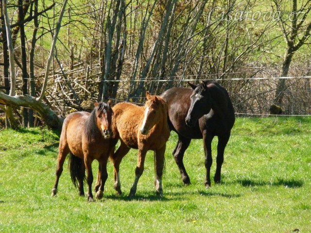 Griffin dva roky starý