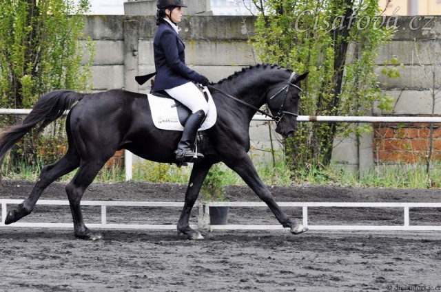 Drezura Plzeň, Carthago a Adéla Císařová, soutěž L
