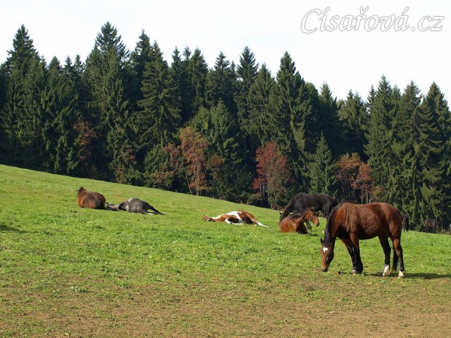 Koně mají siestu na pastvině