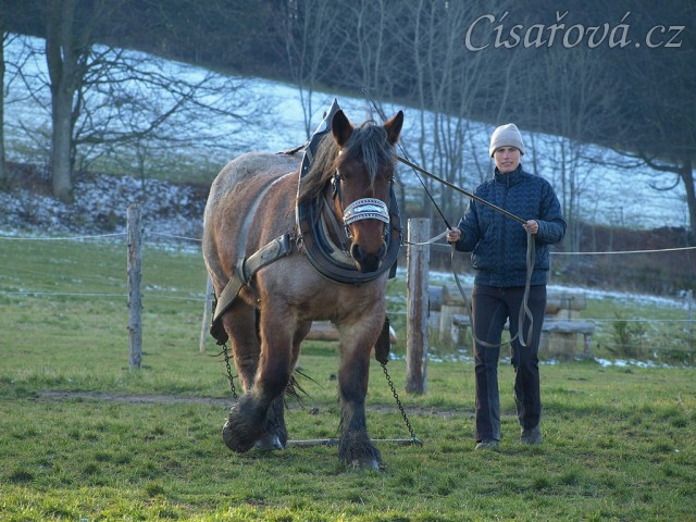 Naše Ardénská kobyla Fiona se učí tahat