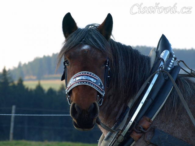 Naše Ardénská kobyla Fiona se učí tahat
