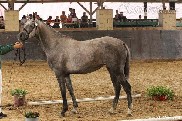 Tříletá klisna Vesna na výstavě (kobylka u nás byla na obsednutí a ZZV klisen)