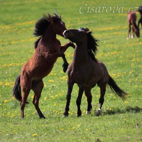 Mladí hřebci dovádí na pastvině